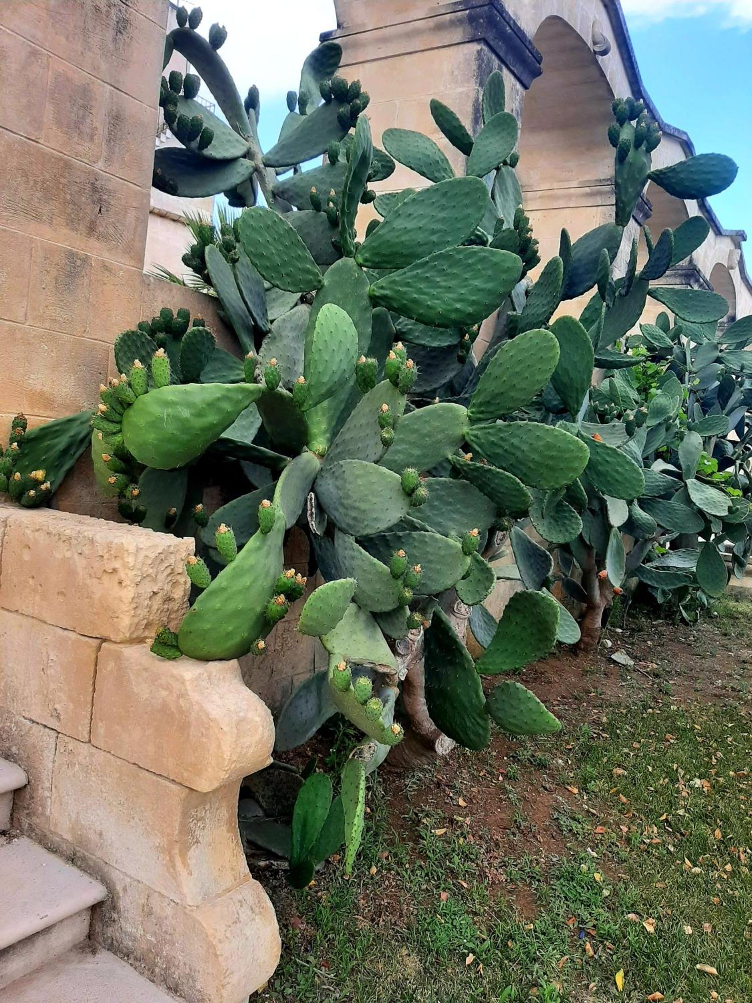 Villa Carrieri Marina di Lizzano Exterior foto